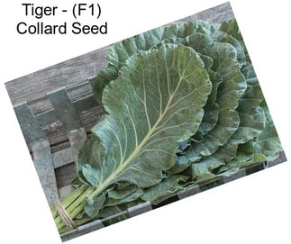 Tiger - (F1) Collard Seed