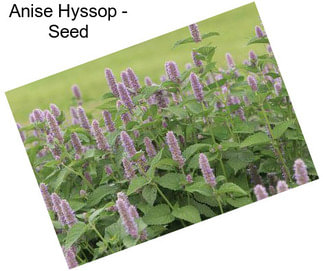 Anise Hyssop - Seed