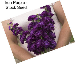 Iron Purple - Stock Seed