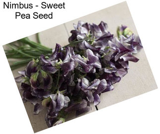 Nimbus - Sweet Pea Seed