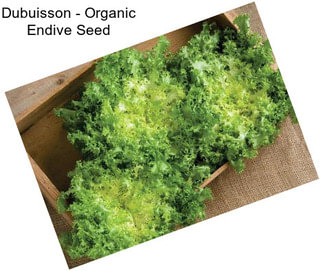 Dubuisson - Organic Endive Seed