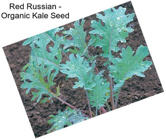 Red Russian - Organic Kale Seed