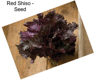 Red Shiso - Seed
