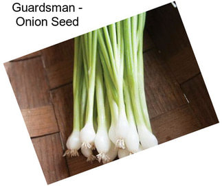 Guardsman - Onion Seed