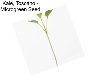 Kale, Toscano - Microgreen Seed