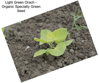 Light Green Orach - Organic Specialty Green Seed