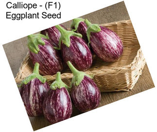 Calliope - (F1) Eggplant Seed