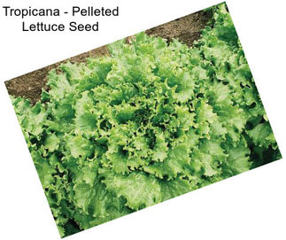 Tropicana - Pelleted Lettuce Seed