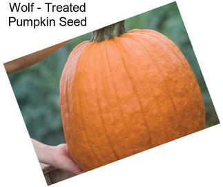 Wolf - Treated Pumpkin Seed