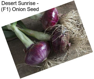 Desert Sunrise - (F1) Onion Seed