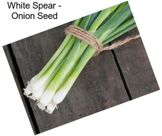 White Spear - Onion Seed