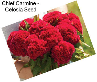 Chief Carmine - Celosia Seed