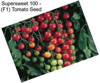 Supersweet 100 - (F1) Tomato Seed