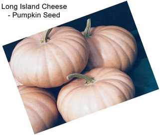 Long Island Cheese - Pumpkin Seed