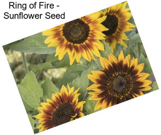 Ring of Fire - Sunflower Seed