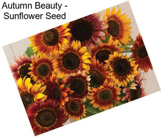 Autumn Beauty - Sunflower Seed