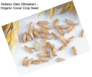 Hulless Oats (Streaker) - Organic Cover Crop Seed