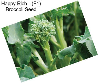 Happy Rich - (F1) Broccoli Seed