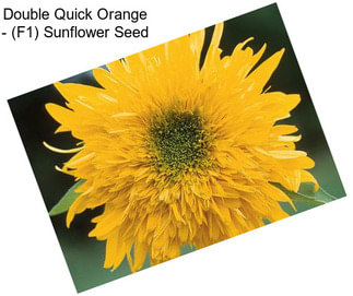 Double Quick Orange - (F1) Sunflower Seed