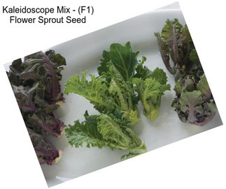 Kaleidoscope Mix - (F1) Flower Sprout Seed