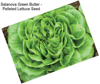 Salanova Green Butter - Pelleted Lettuce Seed