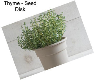 Thyme - Seed Disk
