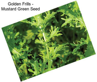 Golden Frills - Mustard Green Seed