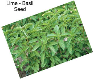 Lime - Basil Seed