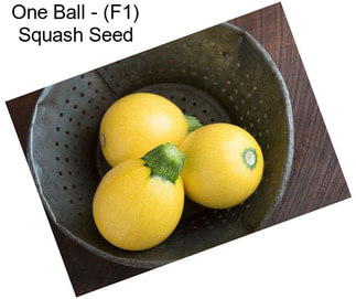 One Ball - (F1) Squash Seed