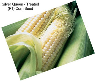 Silver Queen - Treated (F1) Corn Seed