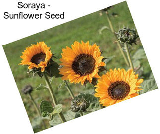 Soraya - Sunflower Seed