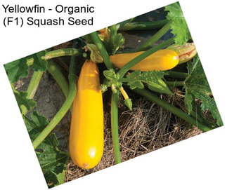 Yellowfin - Organic (F1) Squash Seed