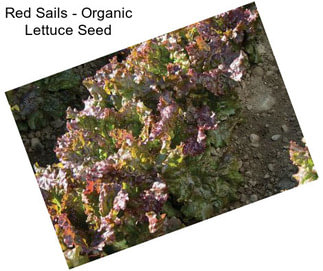 Red Sails - Organic Lettuce Seed