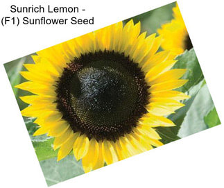 Sunrich Lemon - (F1) Sunflower Seed