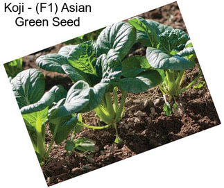 Koji - (F1) Asian Green Seed