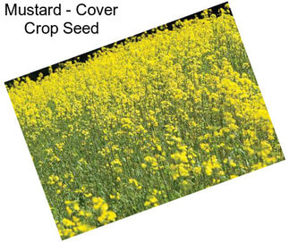 Mustard - Cover Crop Seed