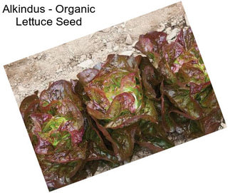 Alkindus - Organic Lettuce Seed