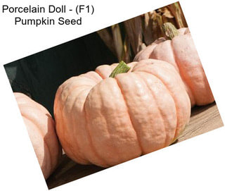 Porcelain Doll - (F1) Pumpkin Seed