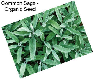 Common Sage - Organic Seed