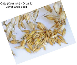 Oats (Common) - Organic Cover Crop Seed