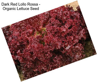 Dark Red Lollo Rossa - Organic Lettuce Seed