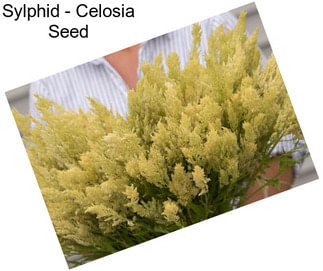 Sylphid - Celosia Seed