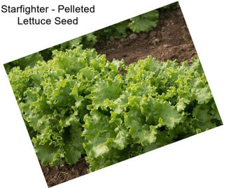 Starfighter - Pelleted Lettuce Seed