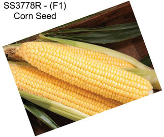 SS3778R - (F1) Corn Seed