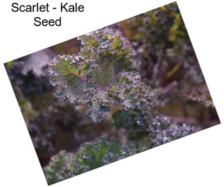 Scarlet - Kale Seed