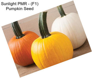 Sunlight PMR - (F1) Pumpkin Seed