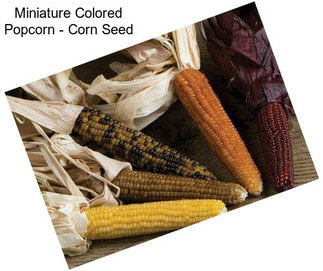 Miniature Colored Popcorn - Corn Seed