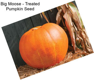 Big Moose - Treated Pumpkin Seed