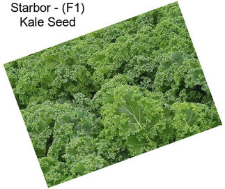 Starbor - (F1) Kale Seed