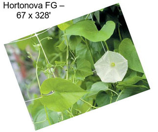 Hortonova FG – 67\